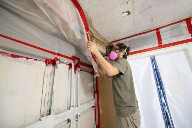 Best Mold Damage Restoration  in USA